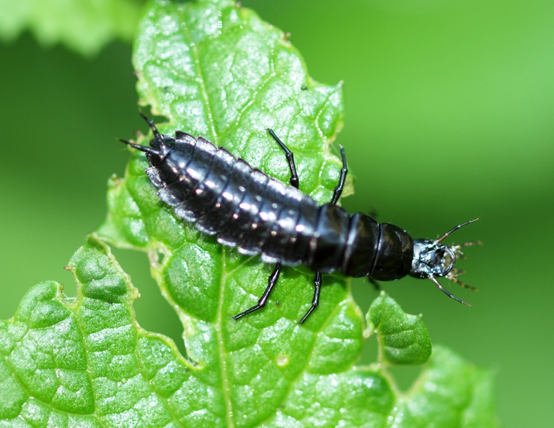 perfetto sconosciuto? nooo, larva di Carabus creutzeri